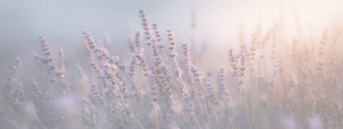 Lavender Flowers