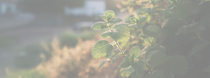 Lemon Balm
