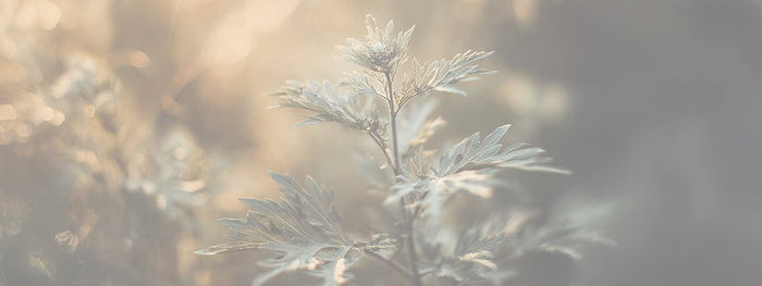 Mugwort
