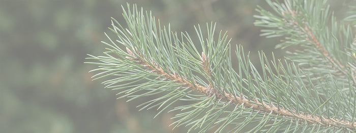 Pine Needles