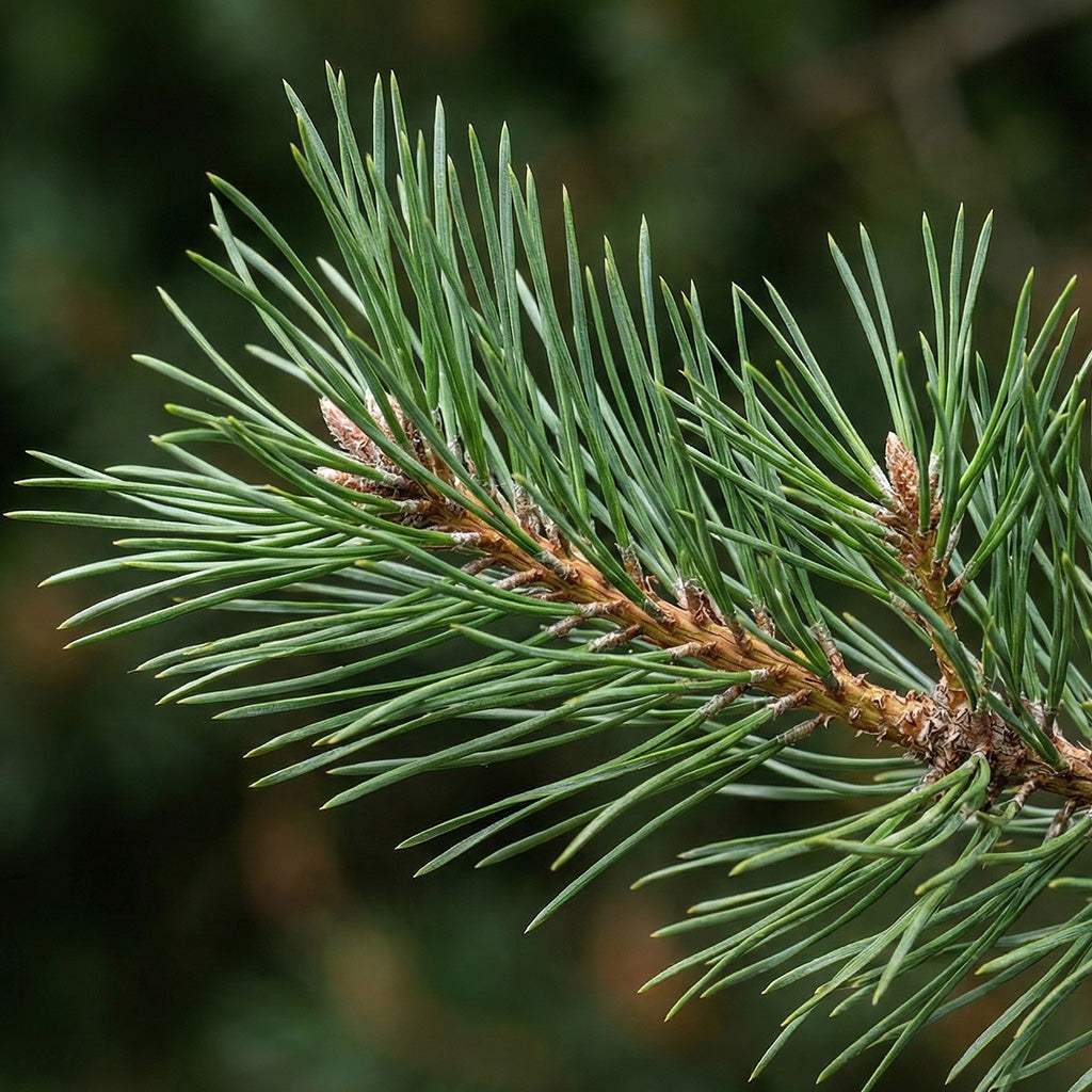 Ppine needles used in Soul Space botanical incense