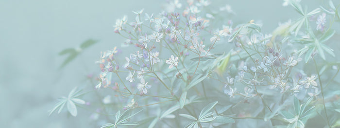 Sweet Woodruff