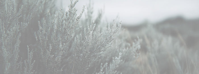 New Mexico Desert Sage