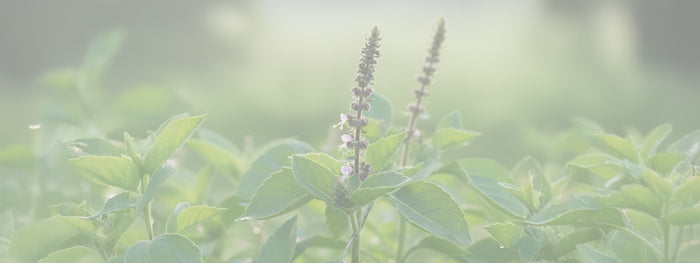 Vana Holy Basil