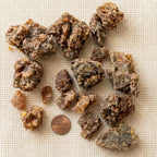 Myrrh resin large pieces beside a one-cent coin for scale