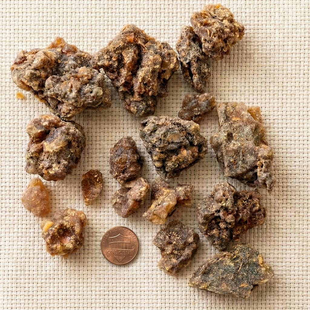 Myrrh resin large pieces beside a one-cent coin for scale