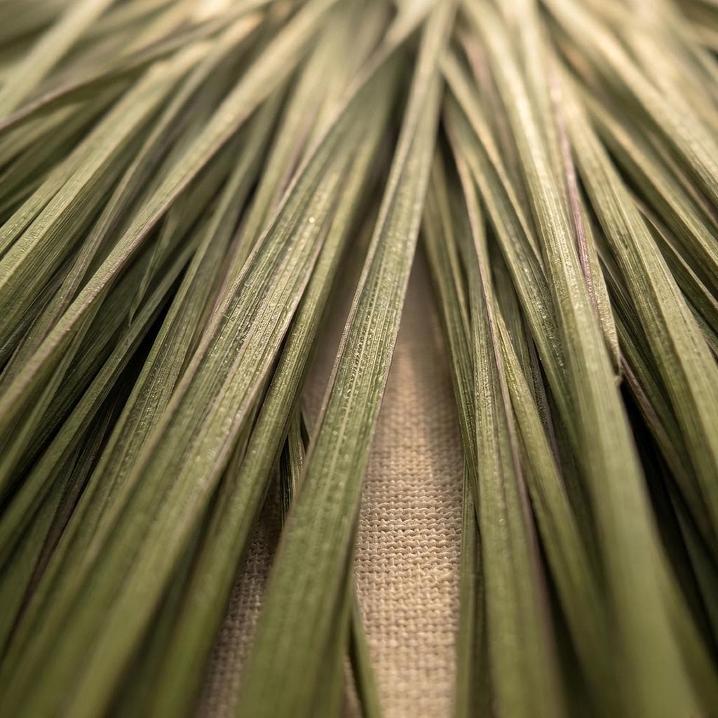 Close-up of dried loose sweetgrass strands showing natural green and straw tones